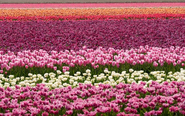 A legszebb tavaszi virágok