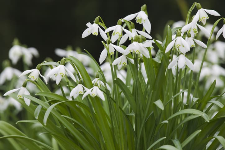 Snowdrops, Galanthus nivalis, in flower in March, Teignmouth, Devon, Great Britain.