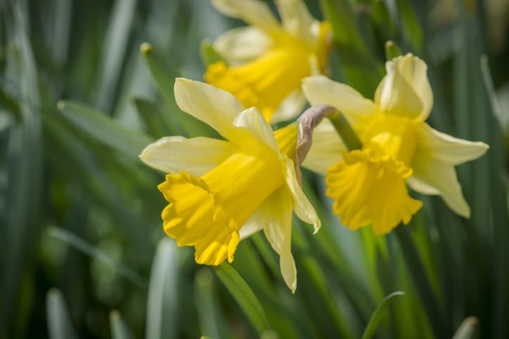 Spring flowers shot in close up, three daffodils.