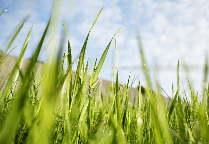grass close up