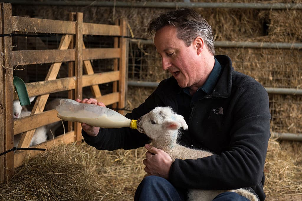 CHADLINGTON, ENGLAND - APRIL 5:   Prime Minister and leader of the Conservative Party David Cameron feeds orphaned lambs on Dean Lane farm near the village of Chadlington on April 5, 2015 in Chadlington, England. Britain goes to the polls for a general election on May 7. (Photo by Leon Neal - WPA Pool/Getty Images)