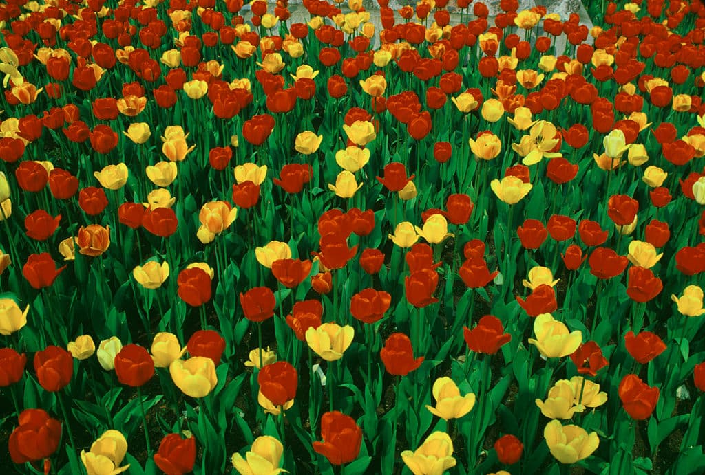 Red and yellow tulips, May 1986. (Photo by Alfred Gescheidt/Getty Images)