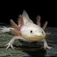 Ambystomatidae. Lac Xochimilco, au Mexique.Taille moyenne : 20 cm