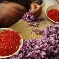 Harvesters pick the three red-orange stigma from each saffron crocus blossom to be sold as the saffron spice. It takes approximately 70,000 blossoms to produce a pound of spice, roughly equivalent to $300-$400 per pound for the farmer. | Location: San Pedro, La Mancha, Spain.