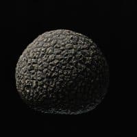 Tuberaceae. Ascomycota