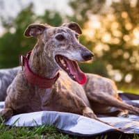 Spanish Galgo. Purebred dog at sunset
