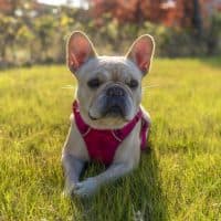 Adorable French bulldog
