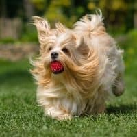 Playful orange havanese dog is running with a pink ball in his mouth in a spring garden