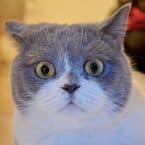 Tíz illat, amit a macskák ki nem állhatnak