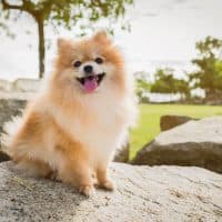 dog pomeranian spitz smiling watch the evening sun at the park's nature.