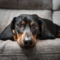 Alertness, Animal, Animal Body Part, Animal Eye, Animal head