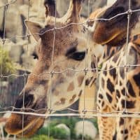 Maor Winetrob / Getty Images