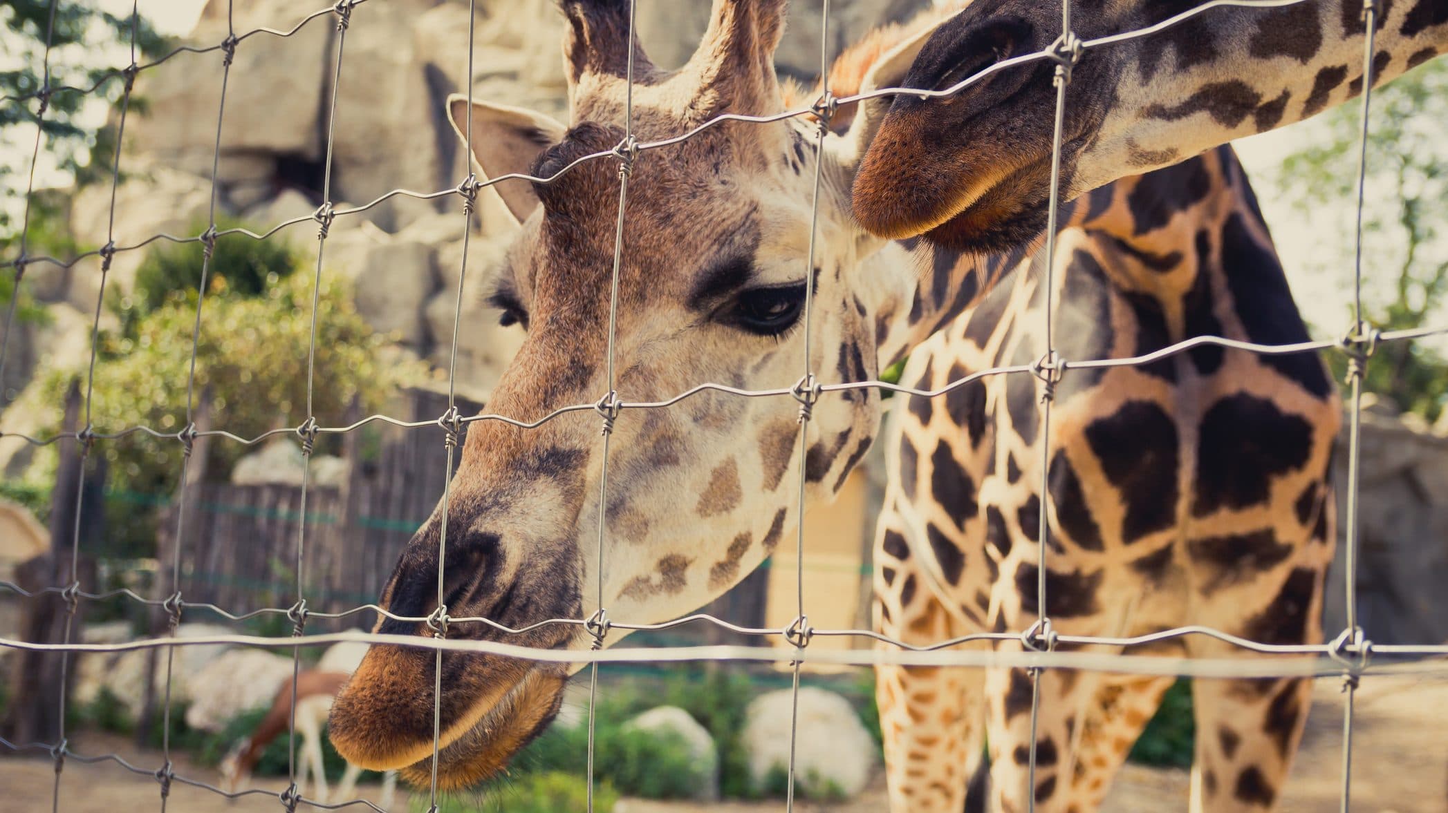 Magyarországi állatkertek és vadasparkok