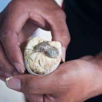 Close-up Picture of balut - a breeded cooked duck-egg