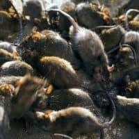 John Downer / Getty Images