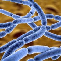 Kateryna Kon / Science Photo Library / Getty Images