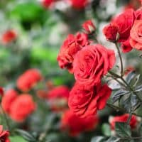 A. Martin UW Photography / Getty Images