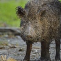 Raimund Linke / Getty Images