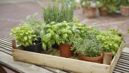 Fűszernövények, amiket a lakásban is termeszthetünk