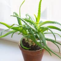 Growing of aloe on windowsill