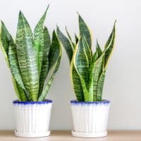 Two dracaena trifasciata snake plants (sansevieria trifasciata) decorating a wooden surface against wall