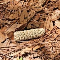 passion4nature / Getty Images