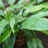 Aspidistra elatior or cast-iron-plant or bar room plant with spotted leaves in pot