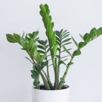 green Zamioculcas zamiifolia plant in pot