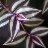 Tradescantia zebrina, formerly known as Zebrina pendula, is a species of spiderwort more commonly known as an inchplant or wandering jew. Natural green and violet background