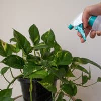 Watering a golden pothos with a spray gun, indoor plant care in modern home