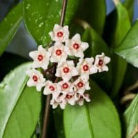 Hoya carnosa fluffy flowers on a blurred background. Macrophotography.