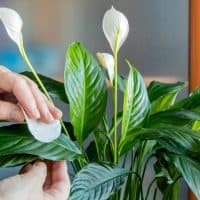 Caring for a home perennial ornamental plant, removing dust from the leaves with a damp cotton pad. Part of a woman`s hand.