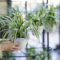 A closeup shot of woman hands holding a hanging chlorophytum in the garden