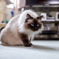 Himalayan house cat sitting on the living room floor looking ready to pounce