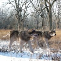 An illustration of  Dire Wolves hunting together in the woods. The dire wolf is an extinct carnivorous mammal of the genus Canis, roughly the size of the extant gray wolf, but with a heavier build.