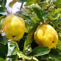 Two big ripe quincec on a tree