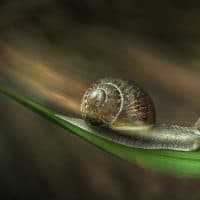 Alberto Ghizzi Panizza / Biosphoto / AFP