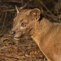 Jean-Yves Grospas / Biosphoto / AFP