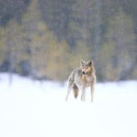 Christophe Perelle / Biosphoto / AFP