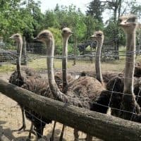 Nagy Zoltán / 24.hu