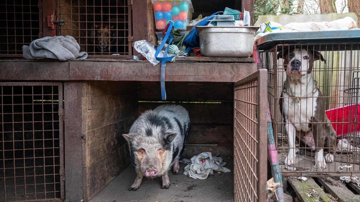 Törpemalac, strucc, teve – néhány állat, amit akár mi is tarthatnánk