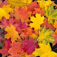 Colorful autumn leaves background. Bright maple leaves