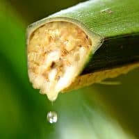 Dripping nectar from the coconut flower, to make a sugar.