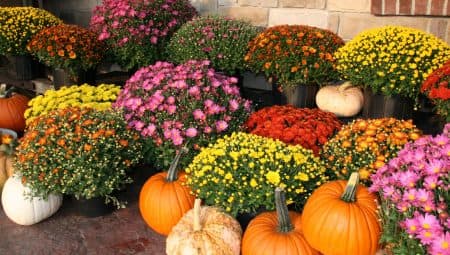Krizantém, dália, árvácska – kedvenc ősszel pompázó virágaink