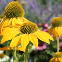The bright yellow flowers of Echinacea purpurea  'Sombrero Yellow', in close up, in a natural outdoor setting. Cone flower.