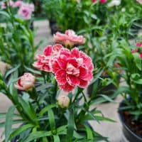 A beautiful carnations flowers outdoors arnation in the garden.