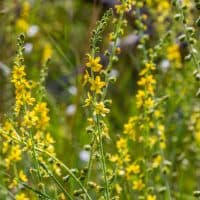 Summer in the wild among wild grasses is blooming agrimonia eupatoria.