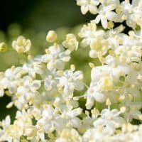 Sambucus (Elder or Elderberry) closeup