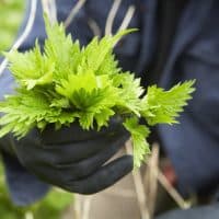 A man holding a fresh handful of stinging nettles.