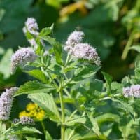 Blooming mint dlinnolistnaya (lat. Mentha longifolia)